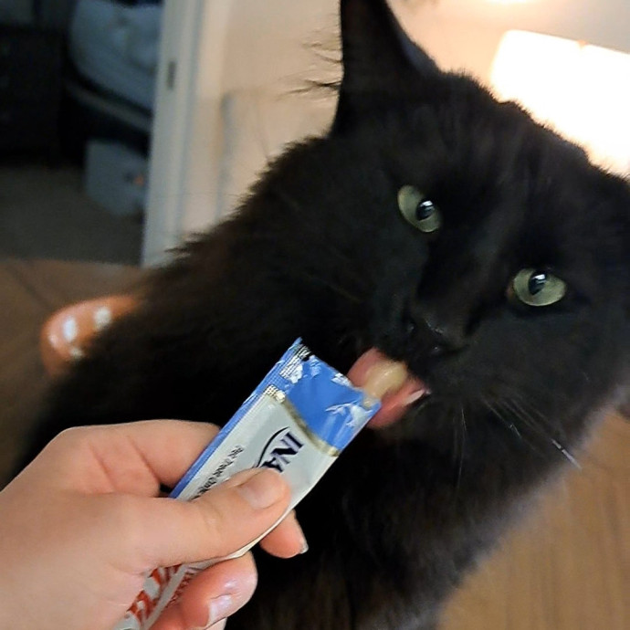 Trusted Experienced Kitty Sitting