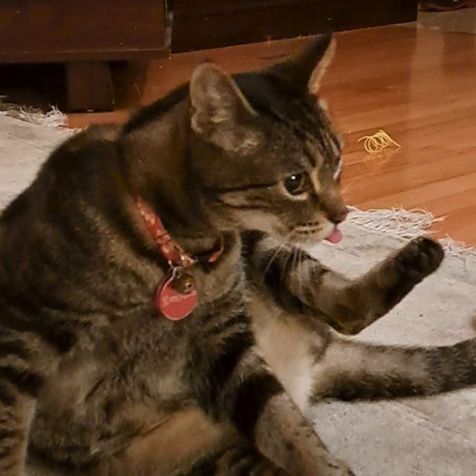 Trusted Experienced Kitty Sitting photo 3