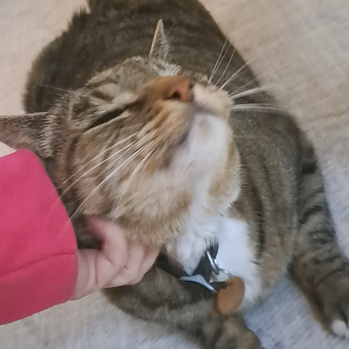 Trusted Experienced Kitty Sitting photo 2