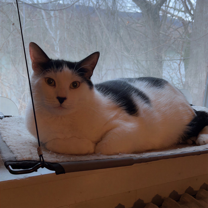 Meow About Cat Care