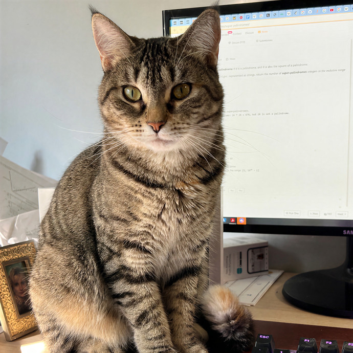 Meow About Cat Care