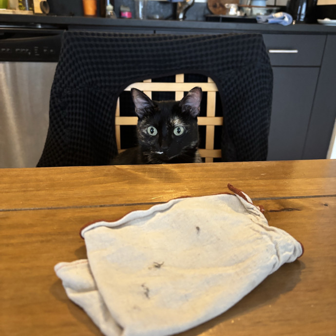 Meow About Cat Care