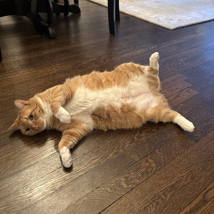 Meow About Cat Care