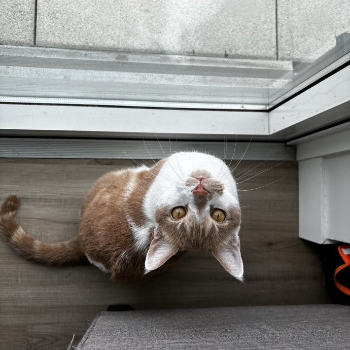 Meow About Cat Care