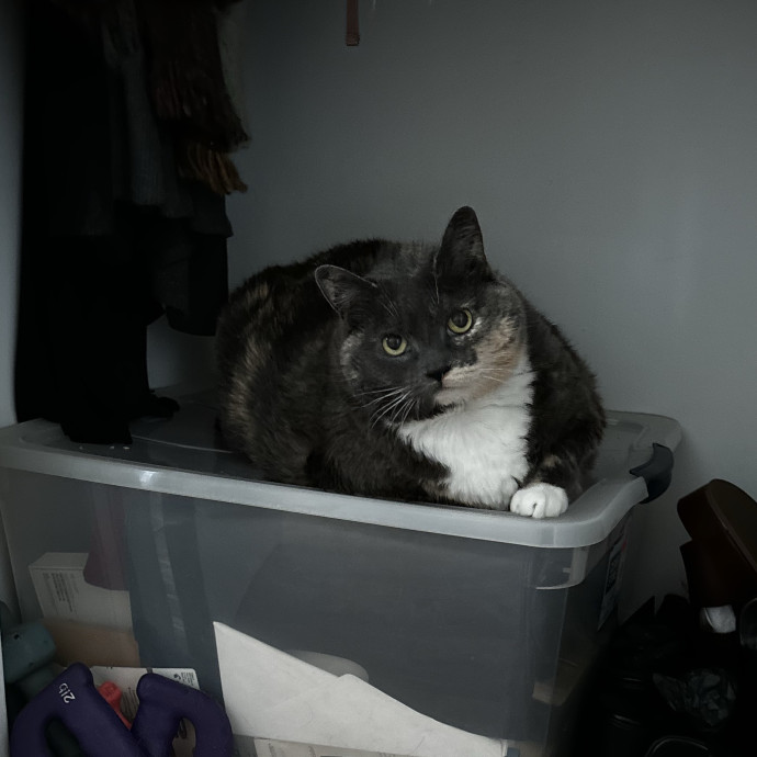 Meow About Cat Care