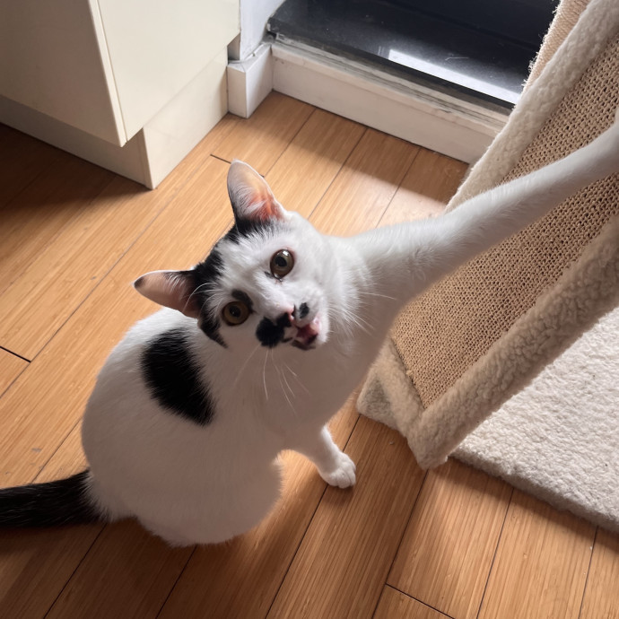 Meow About Cat Care photo 3