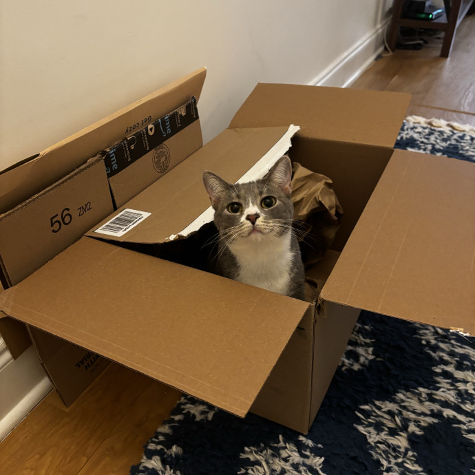 Meow About Cat Care photo 2