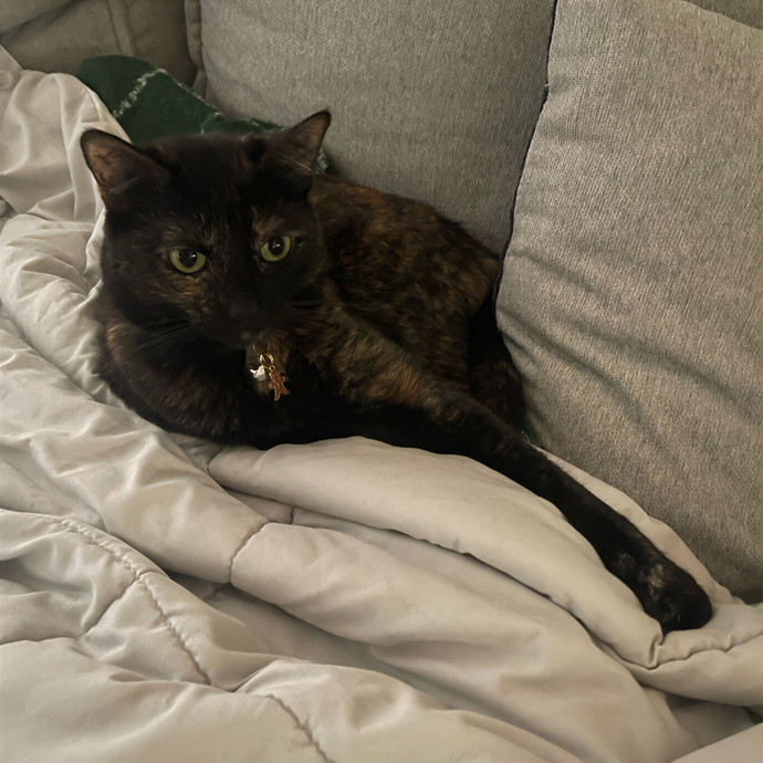 Zaira's Cozy Kitty Care In Orange County