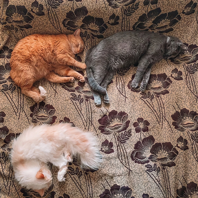 Zaira's Cozy Kitty Care In Orange County
