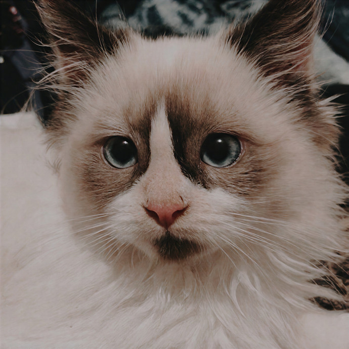 Zaira's Cozy Kitty Care In Orange County