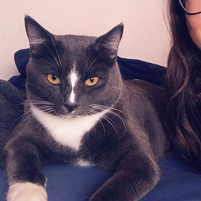 Zaira's Cozy Kitty Care In Orange County