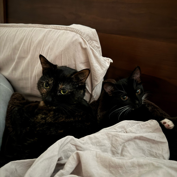 Zaira's Cozy Kitty Care In Orange County