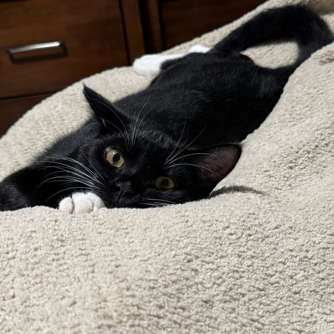 Zaira's Cozy Kitty Care In Orange County photo 3