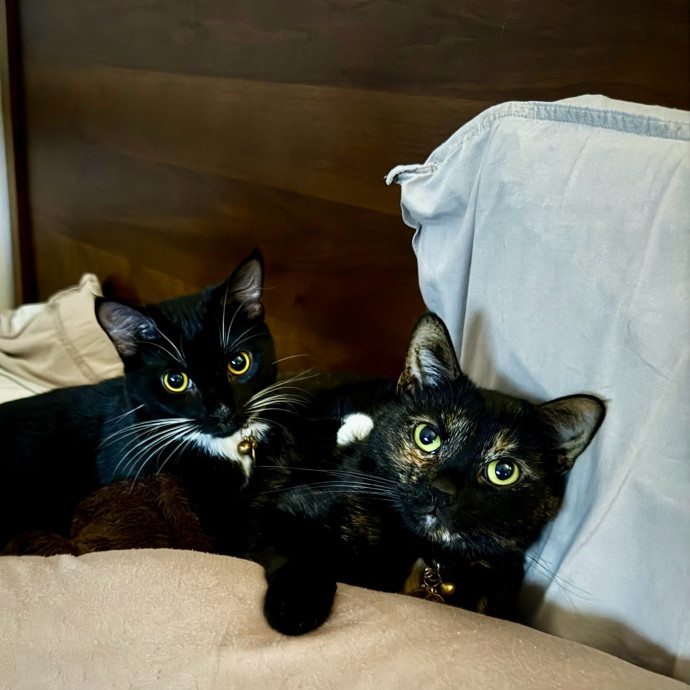 Zaira's Cozy Kitty Care In Orange County photo 2
