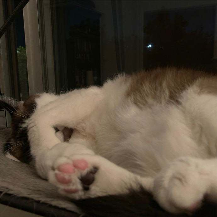 Ridgewood's Top Cat Care Lover