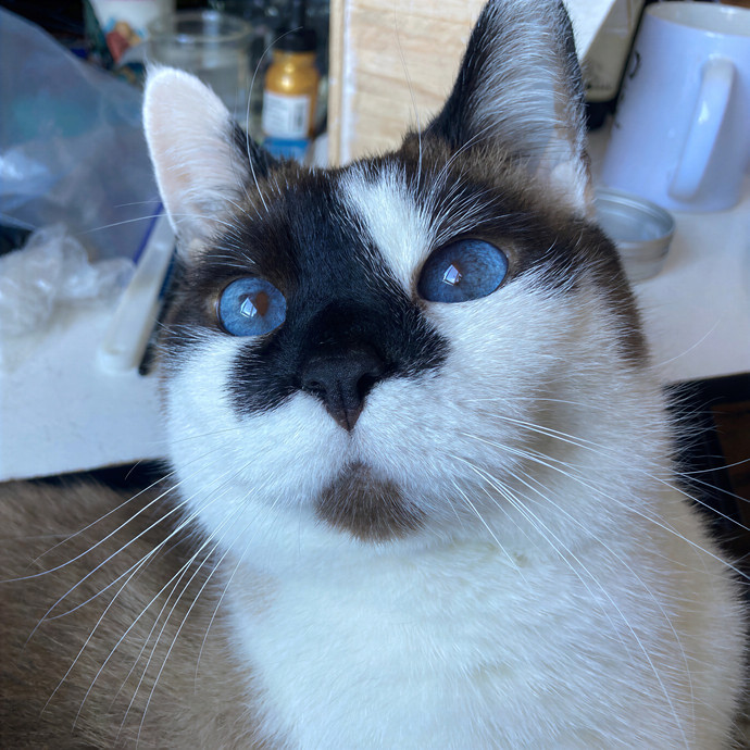 Ridgewood's Top Cat Care Lover