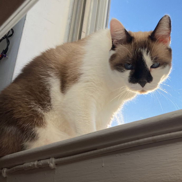 Ridgewood's Top Cat Care Lover
