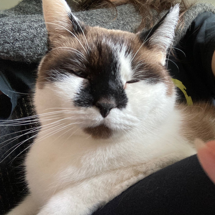 Ridgewood's Top Cat Care Lover