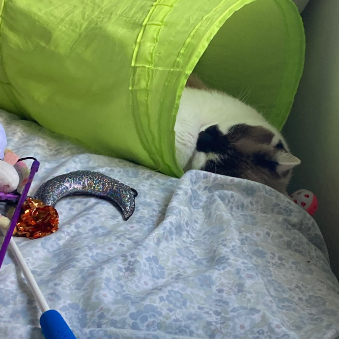 Ridgewood's Top Cat Care Lover
