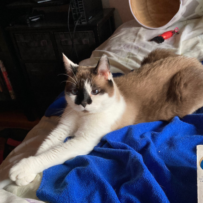 Ridgewood's Top Cat Care Lover