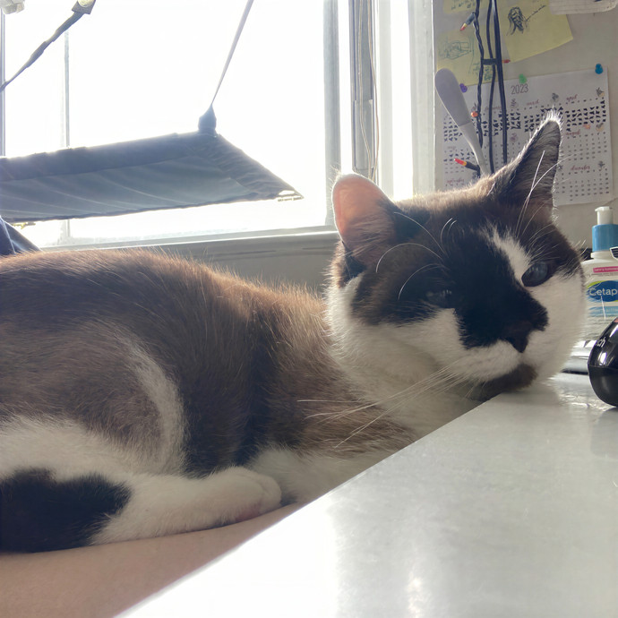 Ridgewood's Top Cat Care Lover