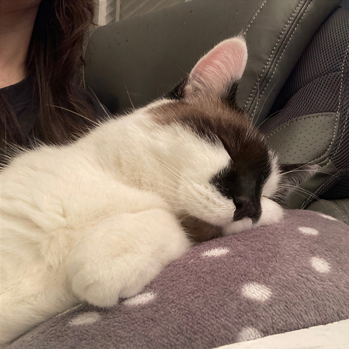 Ridgewood's Top Cat Care Lover