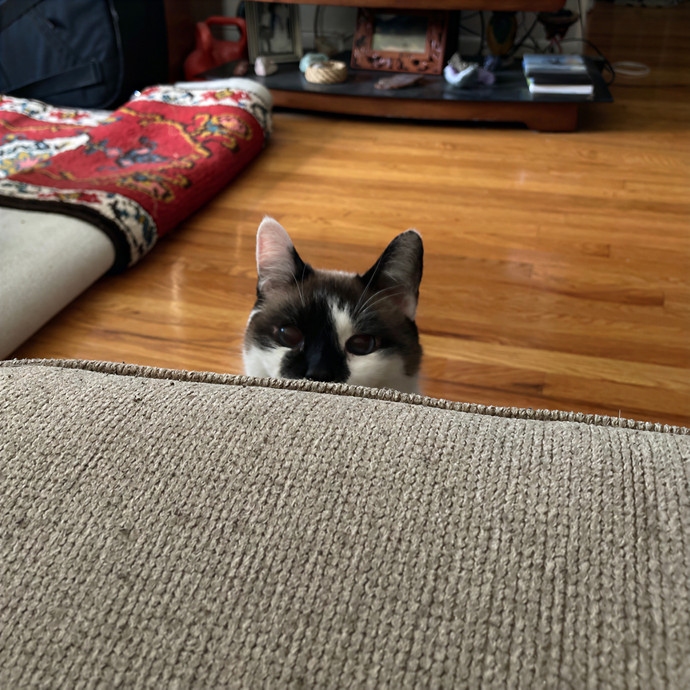 Ridgewood's Top Cat Care Lover