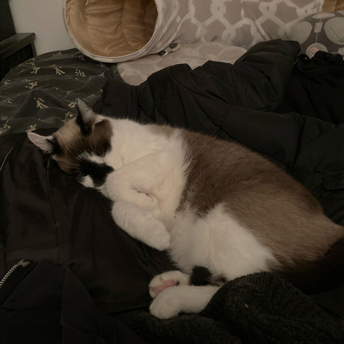 Ridgewood's Top Cat Care Lover photo 3