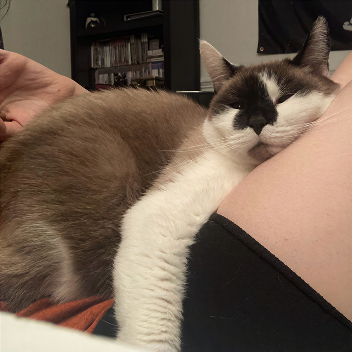 Ridgewood's Top Cat Care Lover photo 2