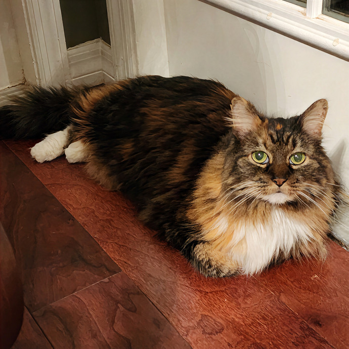 Pawesome And Purrtastic Cat Sitting