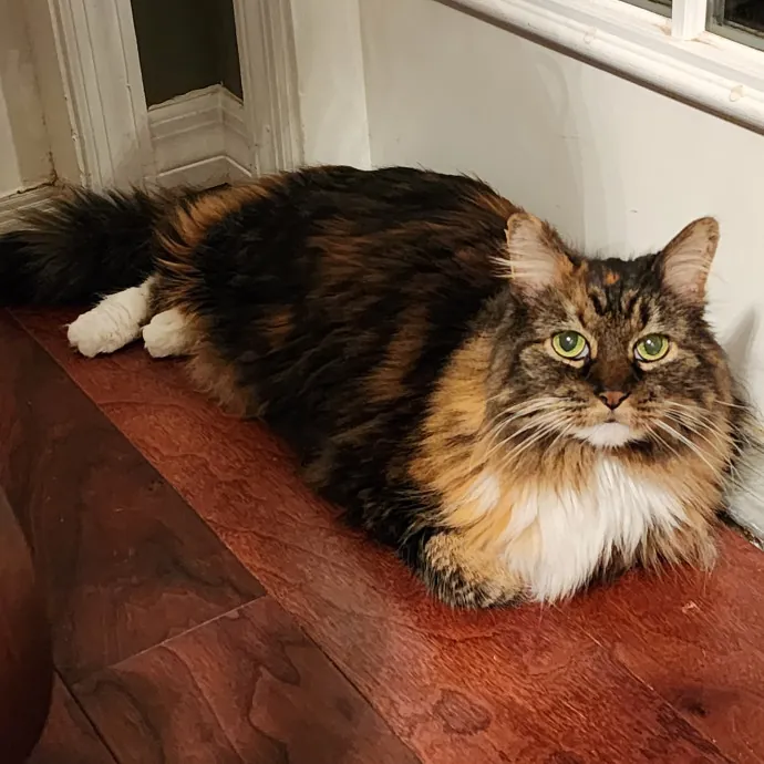 Pawesome And Purrtastic Cat Sitting