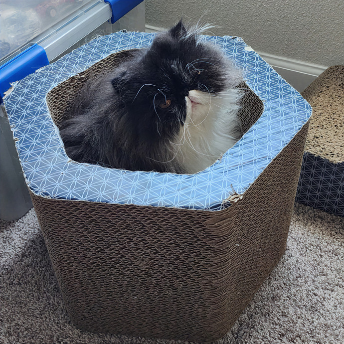 Pawesome And Purrtastic Cat Sitting