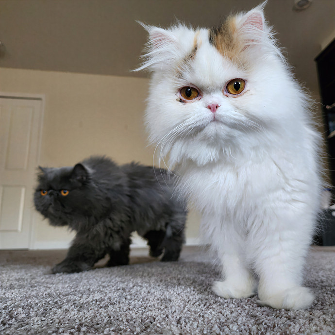 Pawesome And Purrtastic Cat Sitting