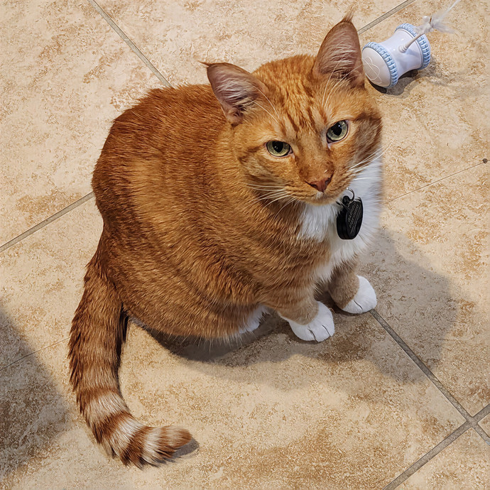 Pawesome And Purrtastic Cat Sitting