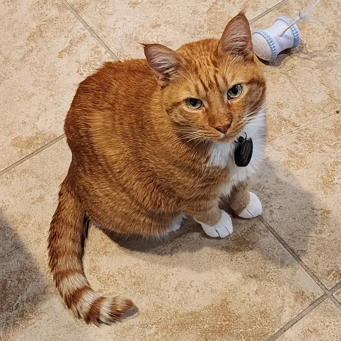 Pawesome And Purrtastic Cat Sitting