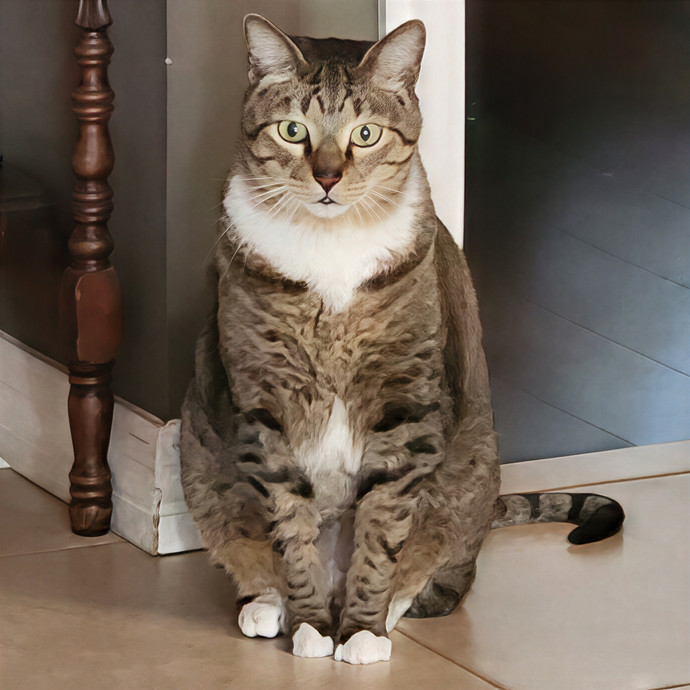Pawesome And Purrtastic Cat Sitting