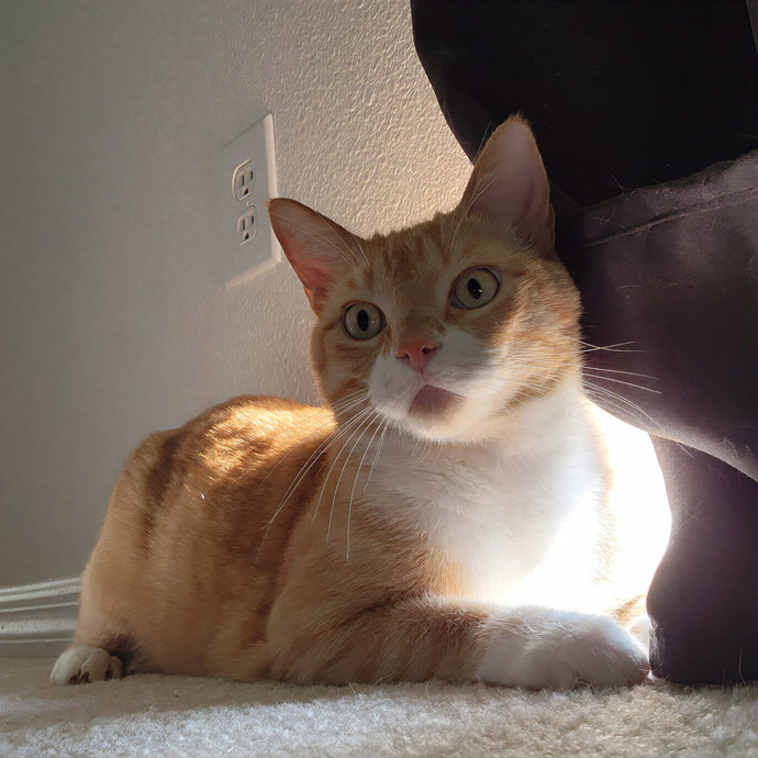 Pawesome And Purrtastic Cat Sitting