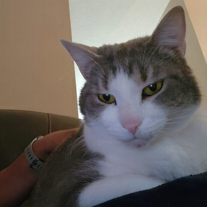 Pawesome And Purrtastic Cat Sitting