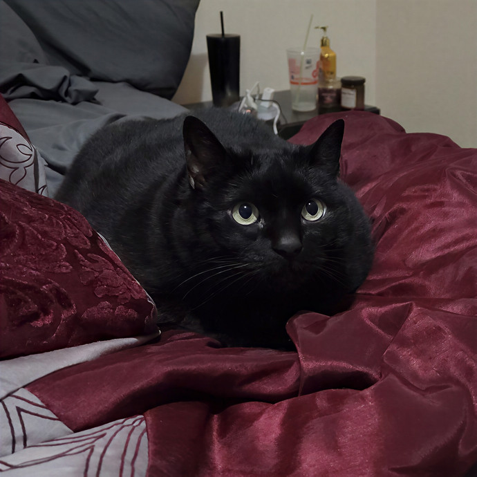 Pawesome And Purrtastic Cat Sitting