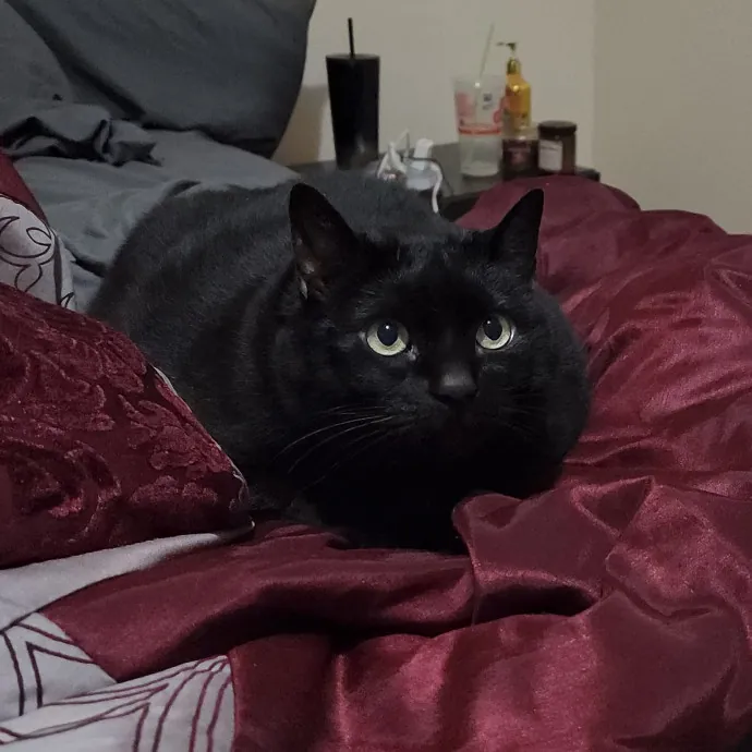 Pawesome And Purrtastic Cat Sitting