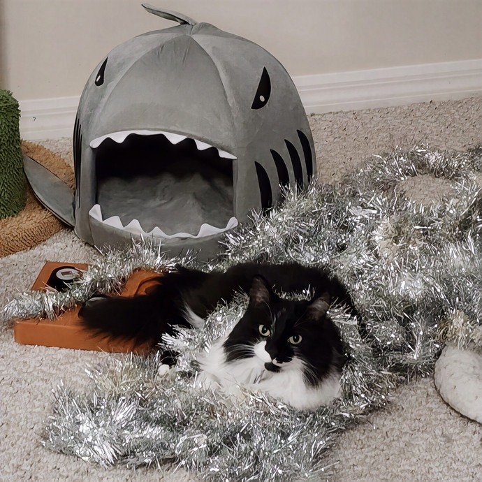 Pawesome And Purrtastic Cat Sitting