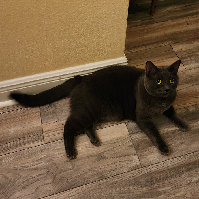 Pawesome And Purrtastic Cat Sitting