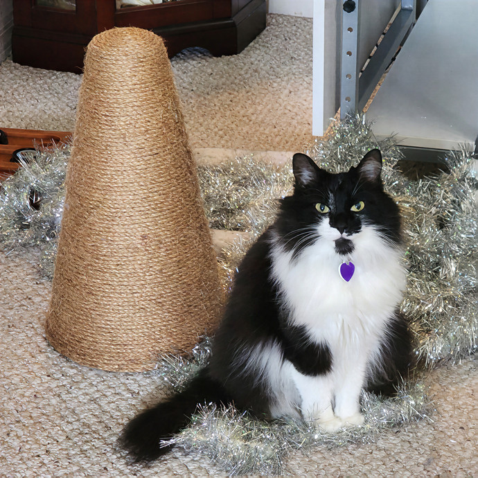 Pawesome And Purrtastic Cat Sitting