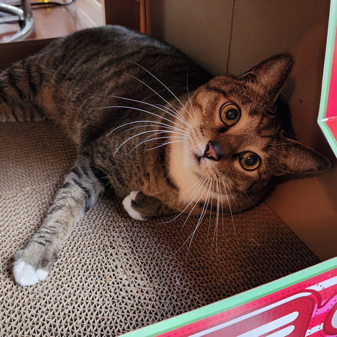Pawesome And Purrtastic Cat Sitting