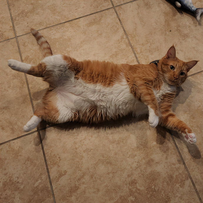 Pawesome And Purrtastic Cat Sitting