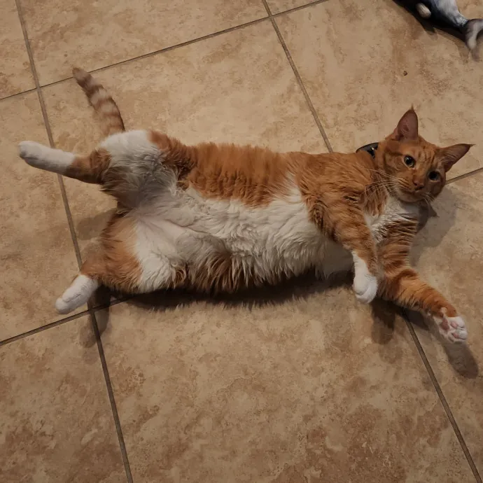 Pawesome And Purrtastic Cat Sitting
