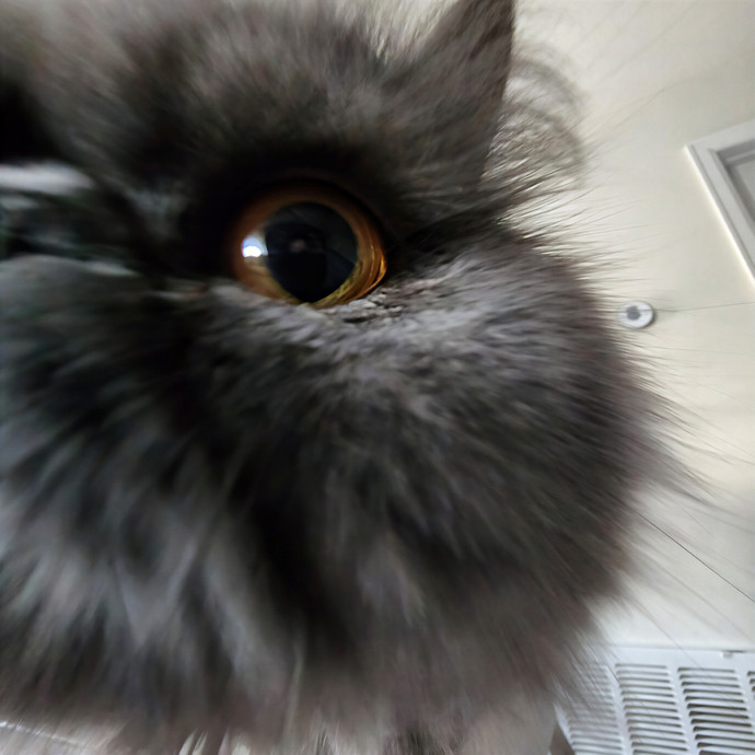Pawesome And Purrtastic Cat Sitting