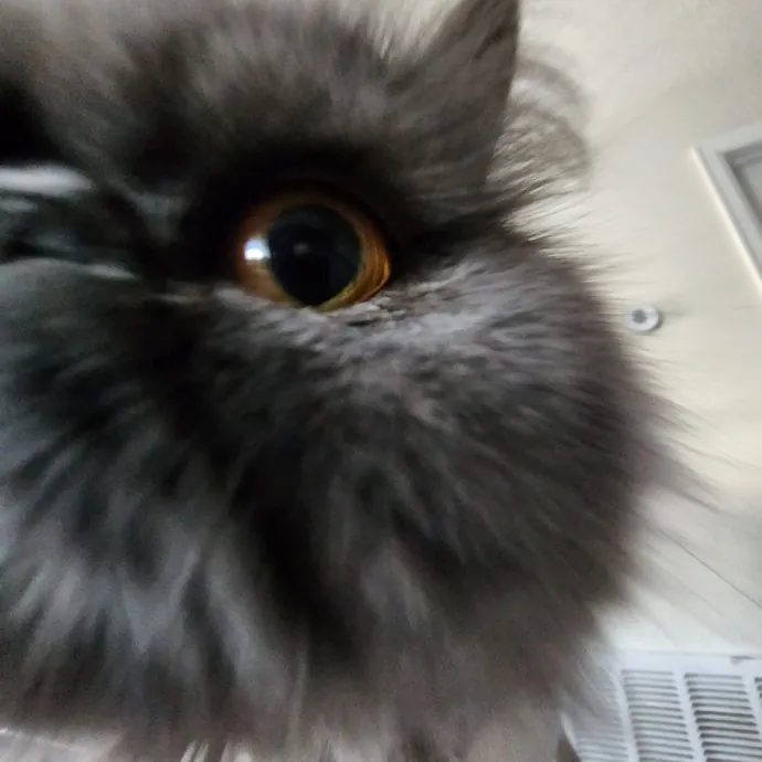 Pawesome And Purrtastic Cat Sitting