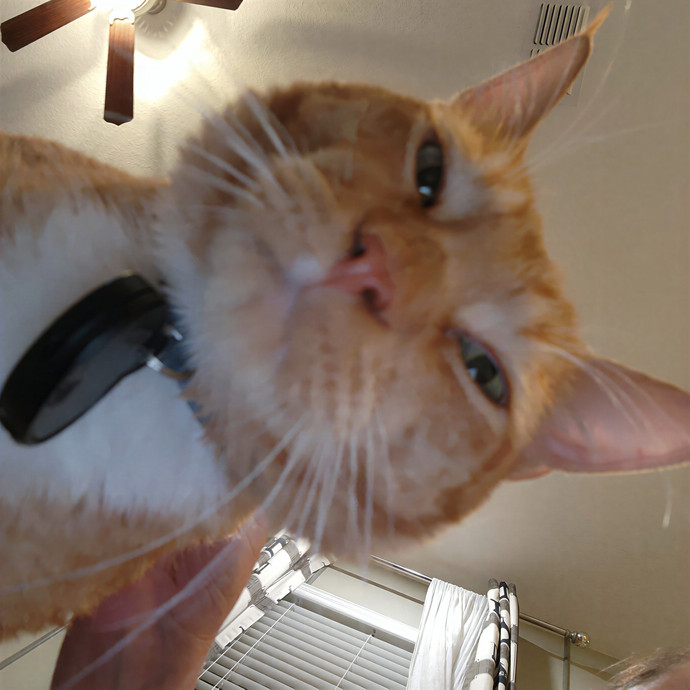 Pawesome And Purrtastic Cat Sitting