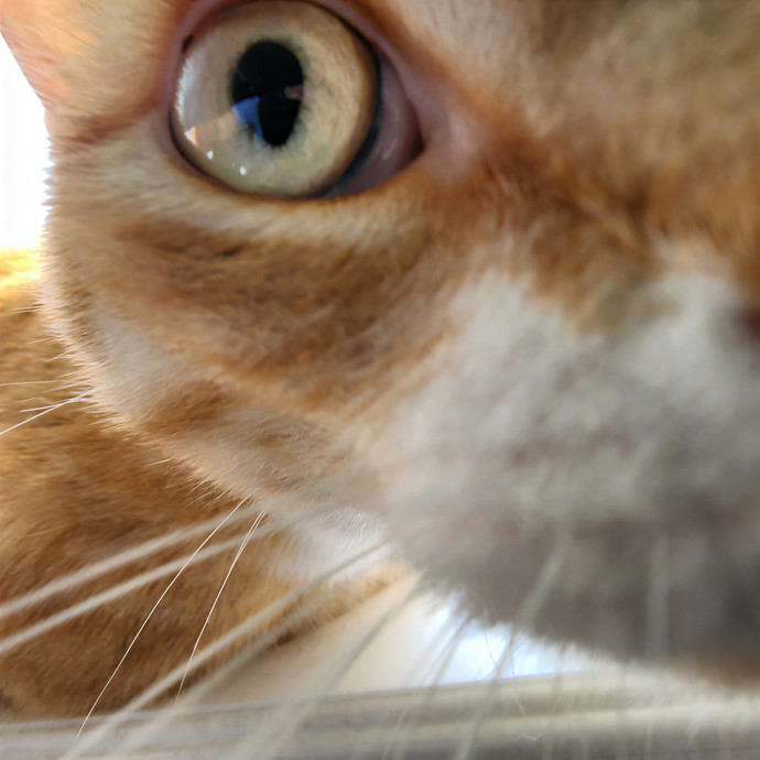 Pawesome And Purrtastic Cat Sitting